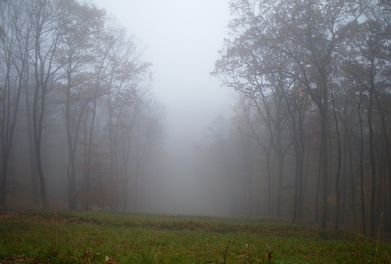 出典:Forest in the fog | Quo Vadis Blog